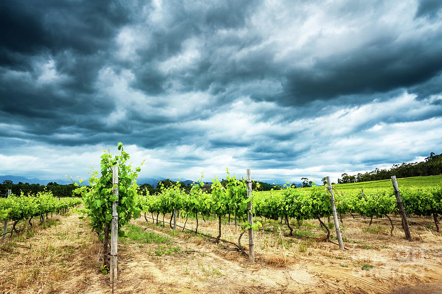 Beautiful vineyard landscape Photograph by Anna Om