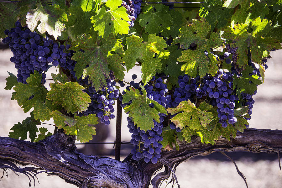 Grape Photograph - Beautiful Vineyards by Garry Gay
