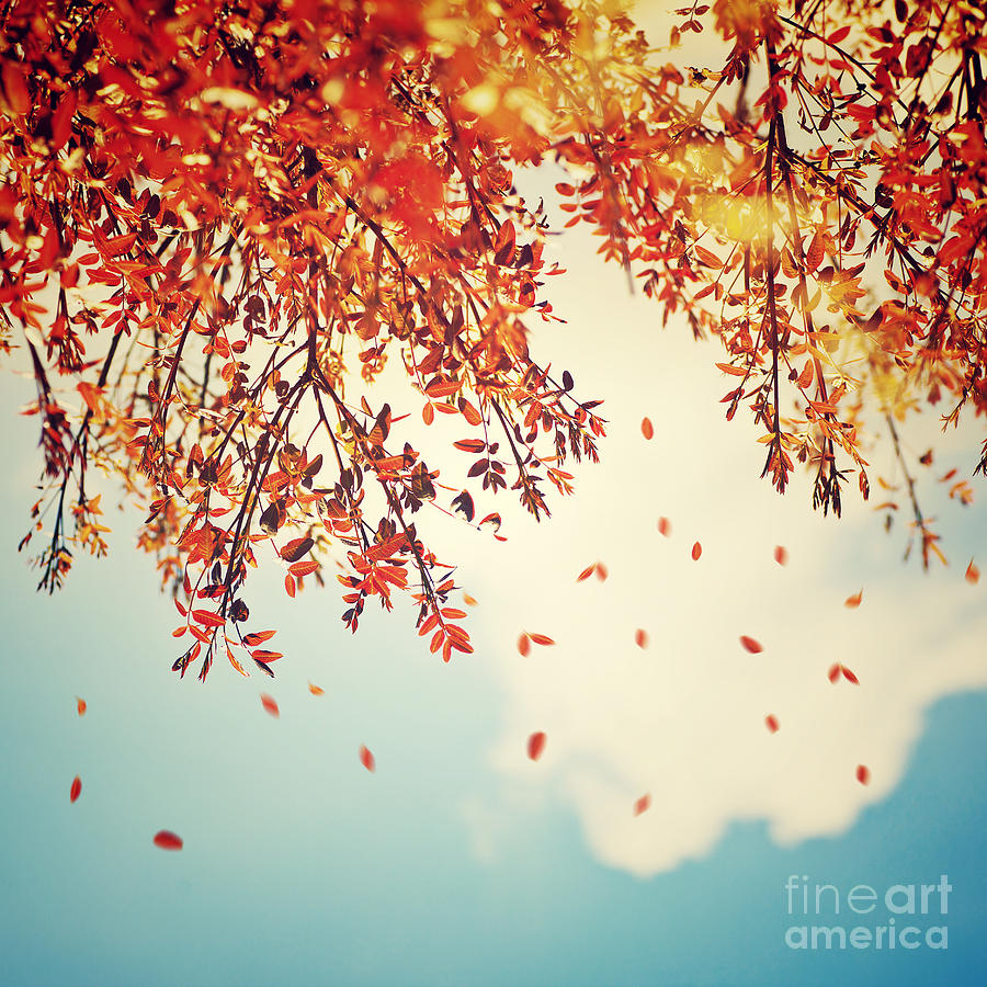 Beautiful vintage autumn background Photograph by Anna Om