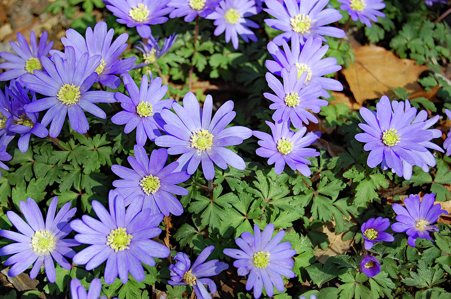 Beautiful violet windflower clumps in sunny spot Photograph by Mihaela ...