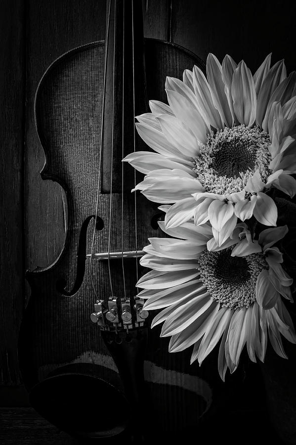 Beautiful Violin And Sunflowers Photograph by Garry Gay