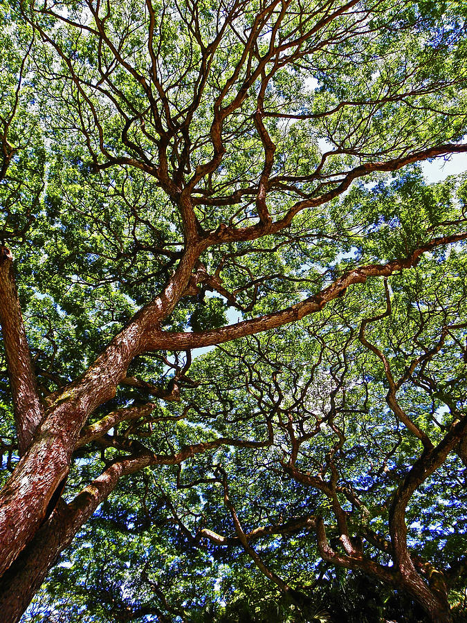 Beautiful Waimea Trees Photograph by Elizabeth Hoskinson