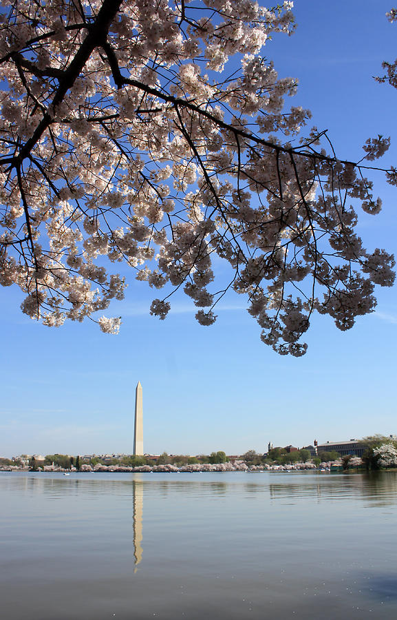 Beautiful Washington Cherry Blossoms Photograph by Mary Haber