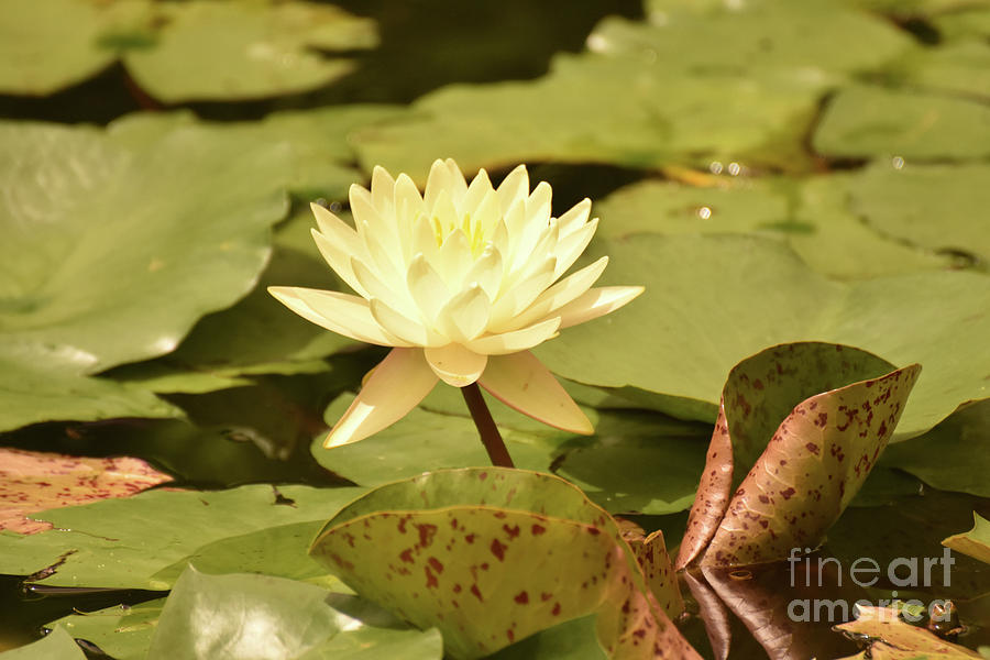 Beautiful Water Lily with the Sun Beating Down Photograph by DejaVu Designs