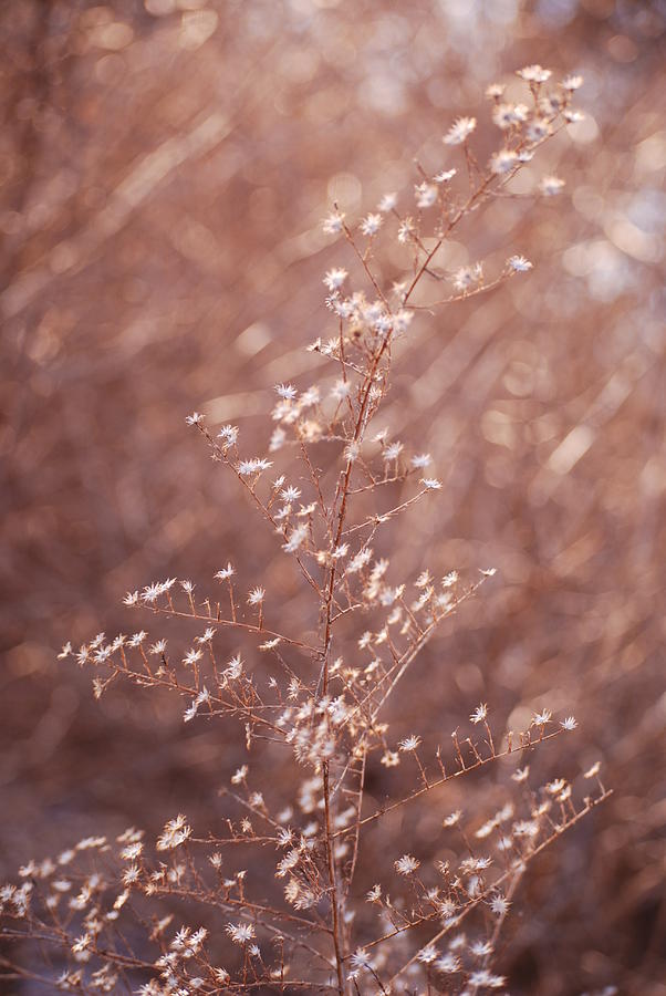 Beautiful Weed Photograph by Kellie Prowse