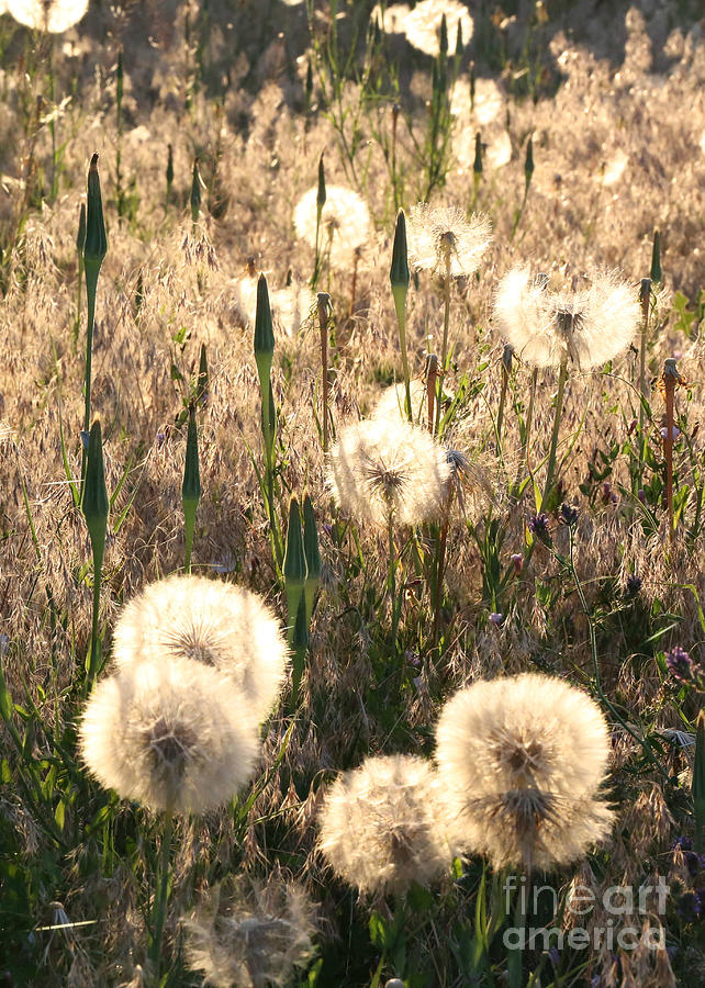 Beautiful Weeds Photograph by Carol Groenen