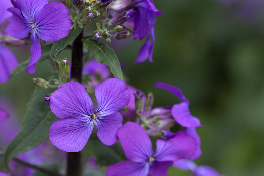 Beautiful Weeds Photograph by Deborah Rynn - Fine Art America