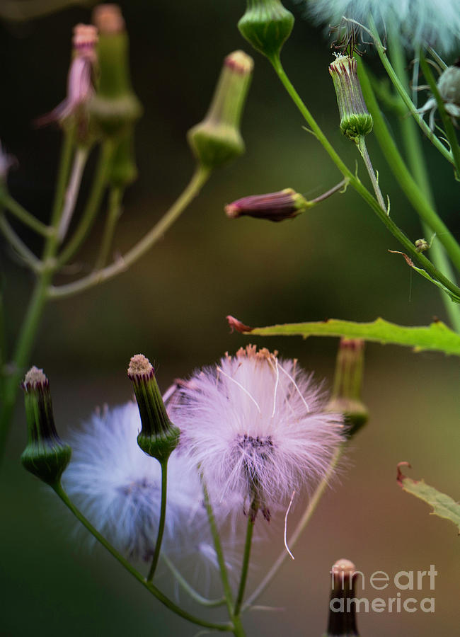 Beautiful Weeds Photograph by Mim White