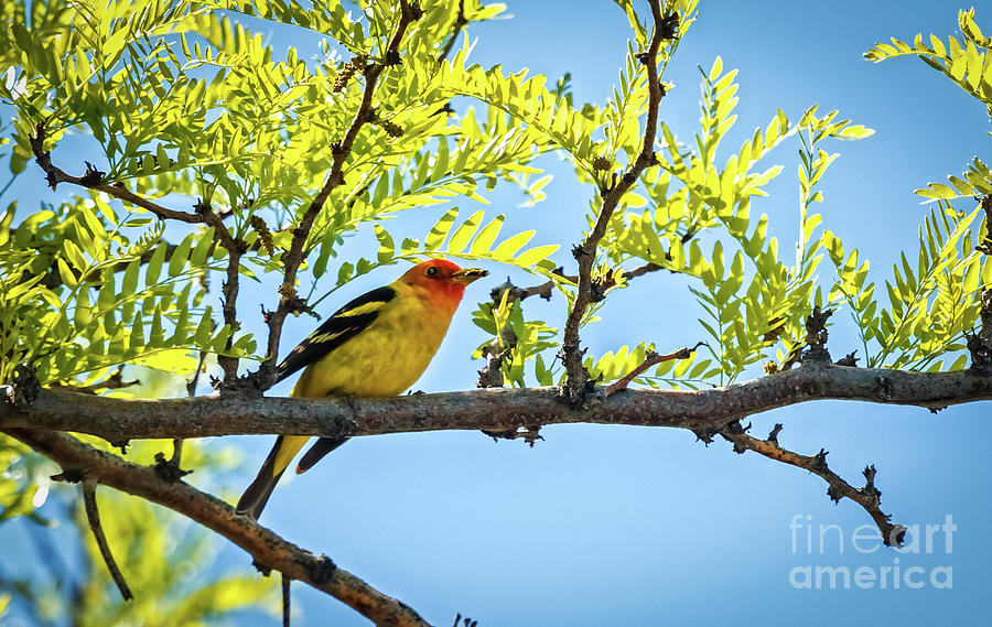 Beautiful Western Tanager Photograph by Robert Bales