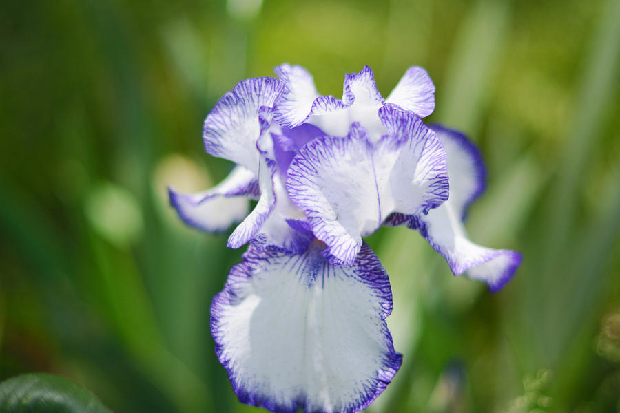 Beautiful White And Purple Iris Flower Photograph by Serena King