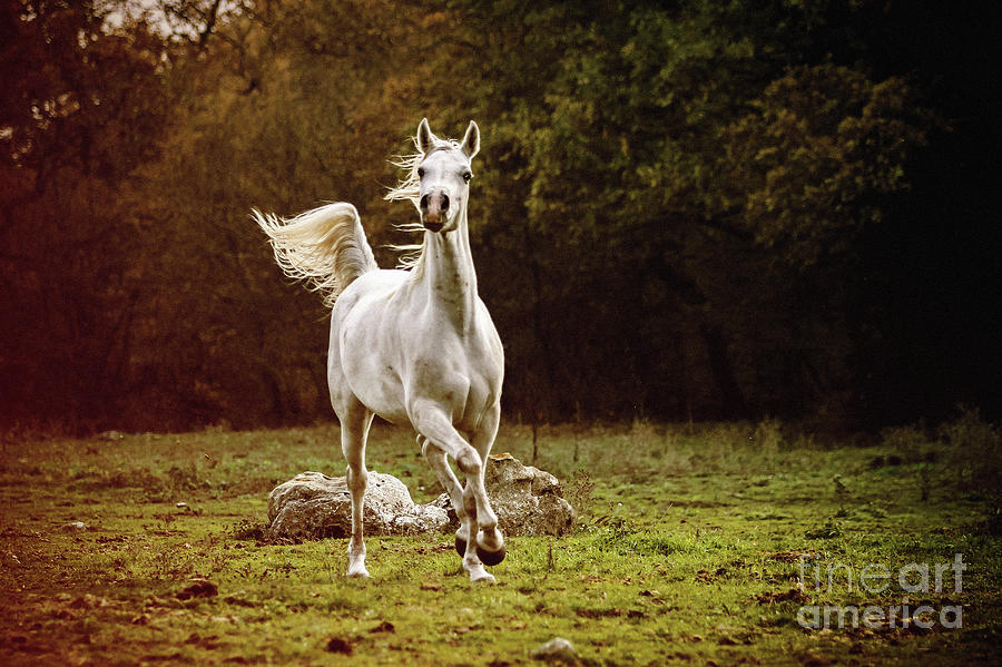 Beautiful white arabian horse in the forest Photograph by Dimitar Hristov
