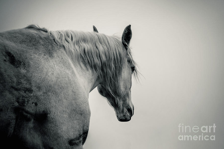 Beautiful White Arabian Horse Lonely Horse Photograph by Dimitar Hristov