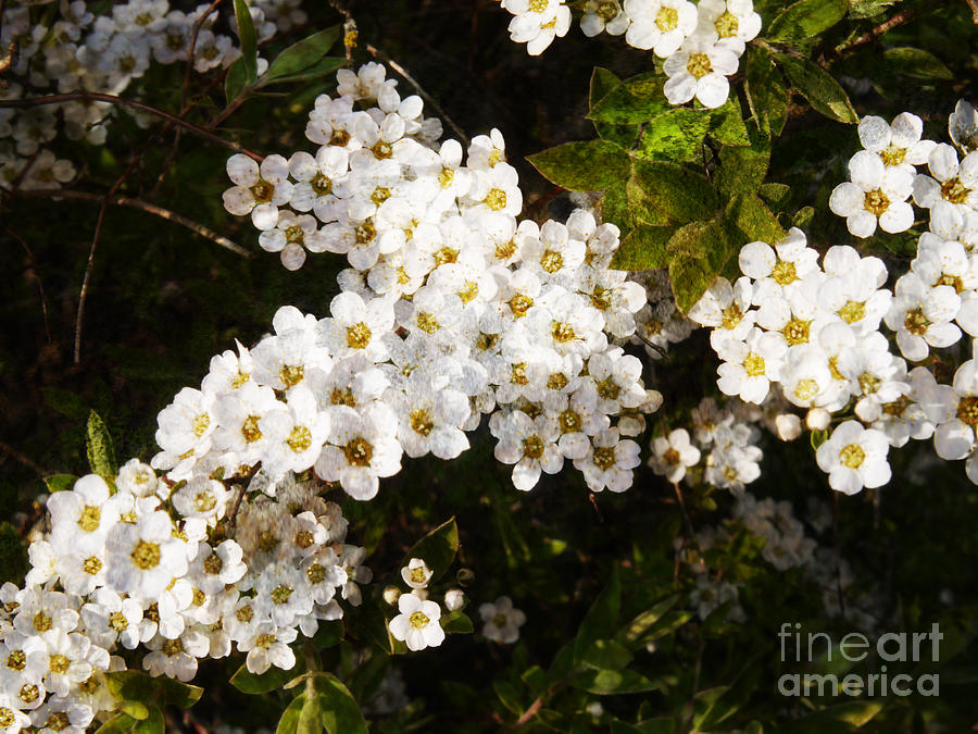 Beautiful White Blossom Photograph by Brenda Kean
