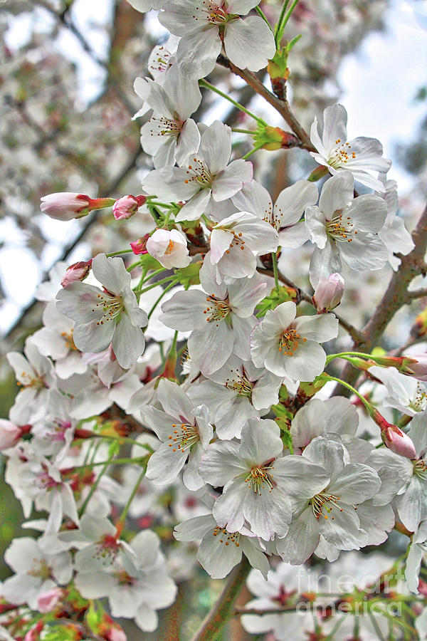 Beautiful White Blossoms Closeup  Photograph by Carol Groenen