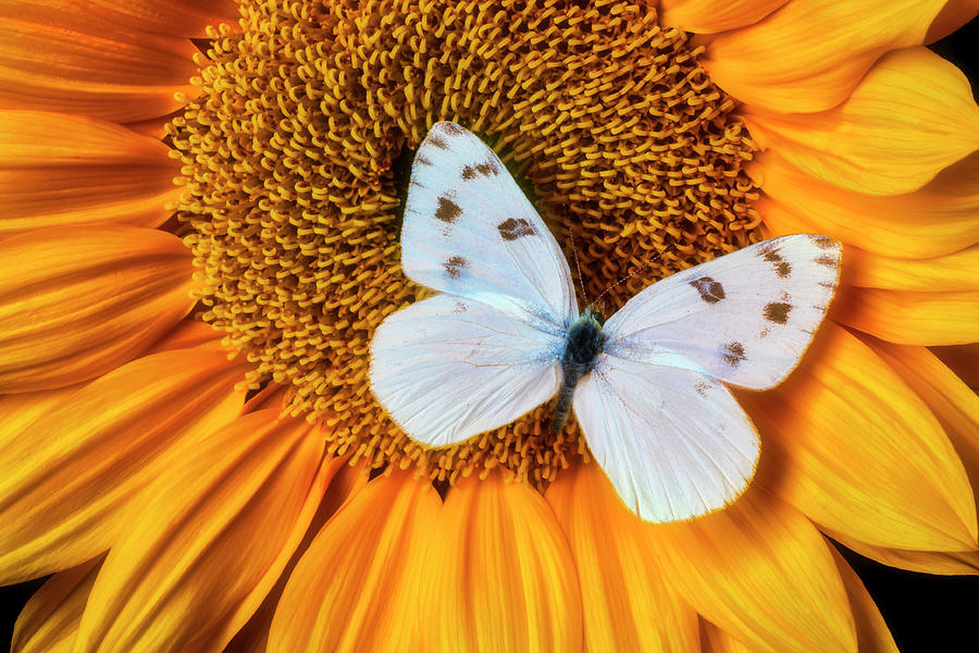 Beautiful White Butterfly On Sunflower Photograph by Garry Gay