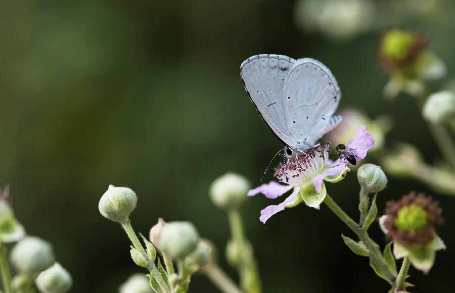 Beautiful White Butterfly Resting On A Flower And Feeding. Photograph