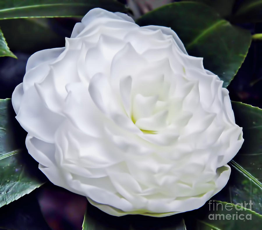 Beautiful - White - Camellia Photograph by D Hackett