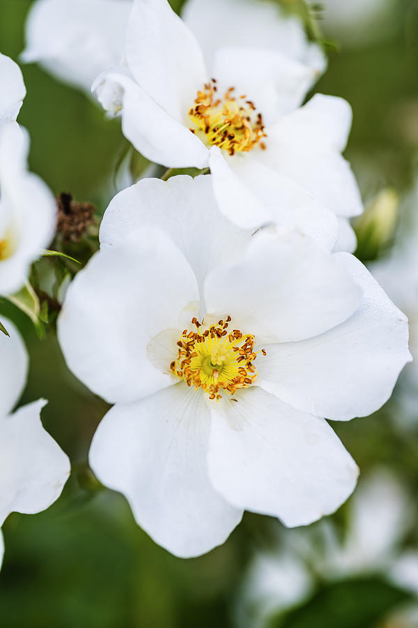 Beautiful White Cherokee Roses Photograph by Vishwanath Bhat