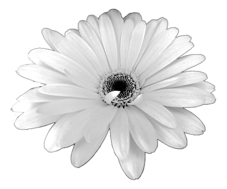 Beautiful White Daisy Flower by Delynn Addams Photograph by Delynn Addams