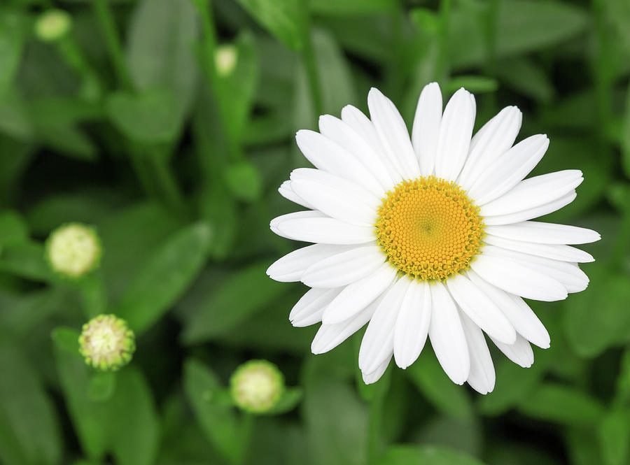 Daisy Photograph - Beautiful white daisy in the garden by GoodMood Art