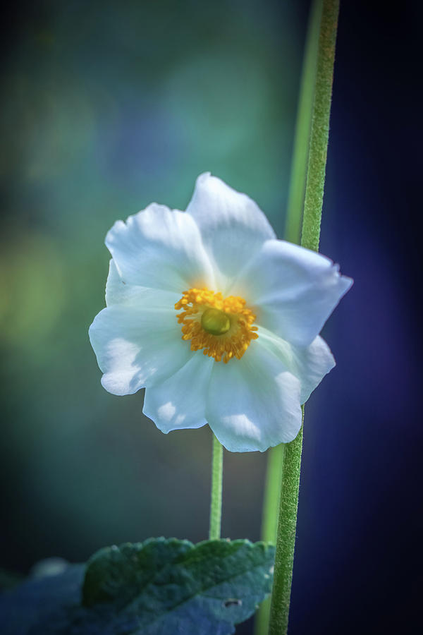 Beautiful white flower 2 Photograph by Lilia S