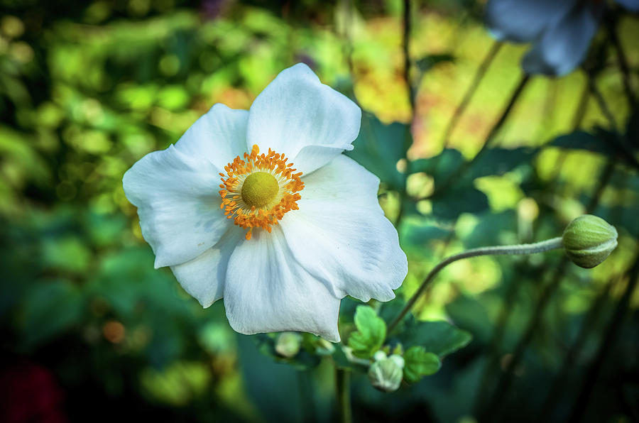 Beautiful white flower 4 Photograph by Lilia S