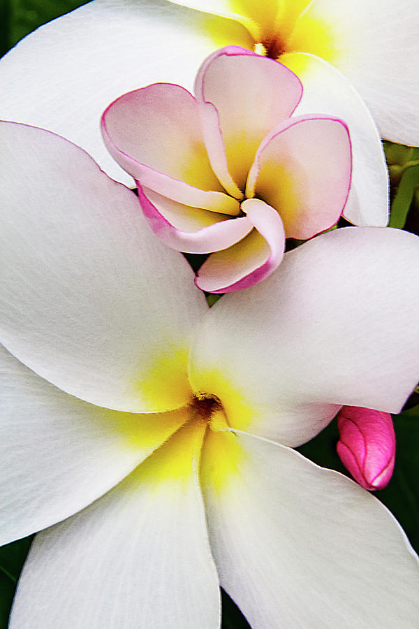 Plumeria Flower a Tropical Beauty Photograph by Bob Slitzan
