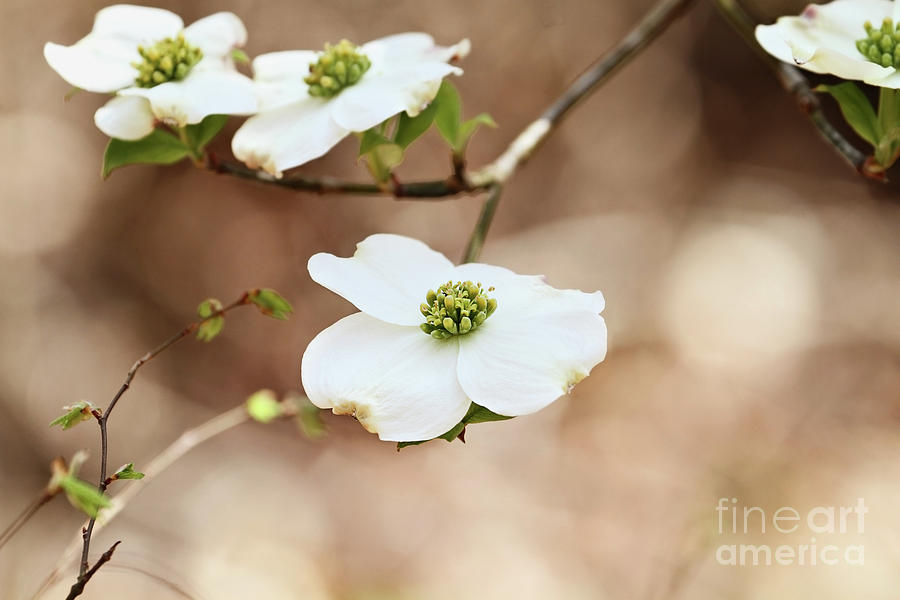 Beautiful White flowering dogwood blossoms Photograph by Stephanie Frey