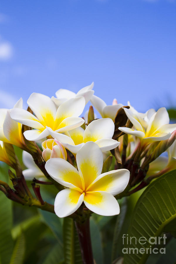 Beautiful white frangipani flowers Photograph by Jorgo Photography