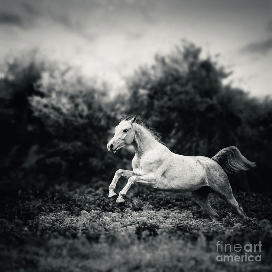 Beautiful white horse jump on the green forest background BW Photograph by Dimitar Hristov