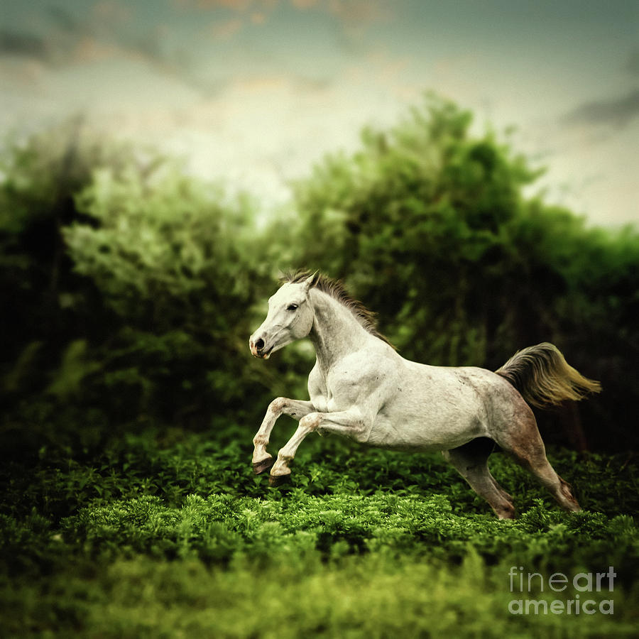 Beautiful white horse jump on the green forest background Photograph by Dimitar Hristov