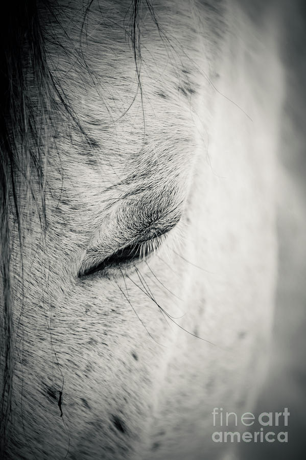 Beautiful white horse with closed eyes Photograph by Dimitar Hristov