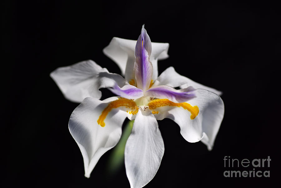 Beautiful White Iris Flower Photograph by Joy Watson
