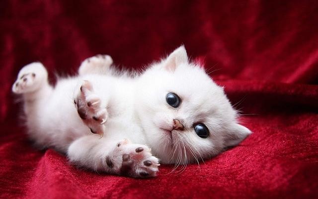 Beautiful white sale kittens