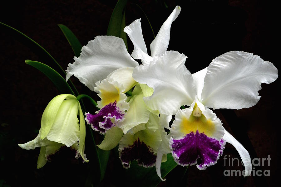 Beautiful White Orchids Photograph by Jeannie Rhode