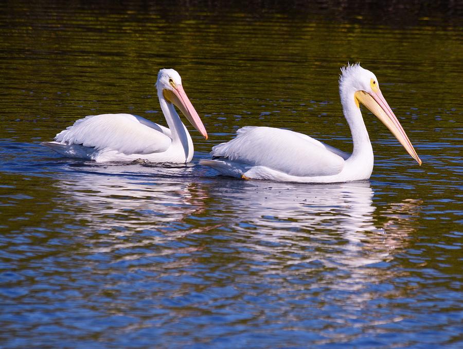 Pelican Photograph - Beautiful White Pelicans by Patricia Twardzik
