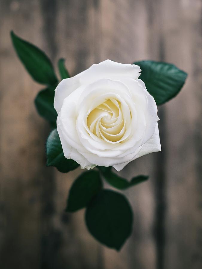 Beautiful white rose Photograph by Artpics