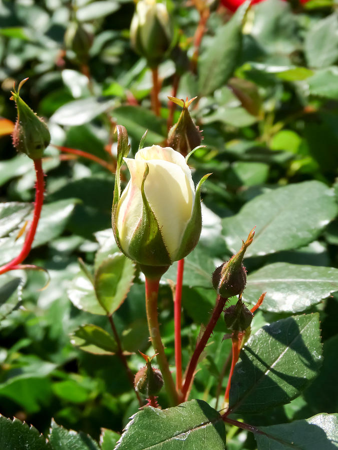 Beautiful White Rose Buds Photograph by Cynthia Woods - Pixels