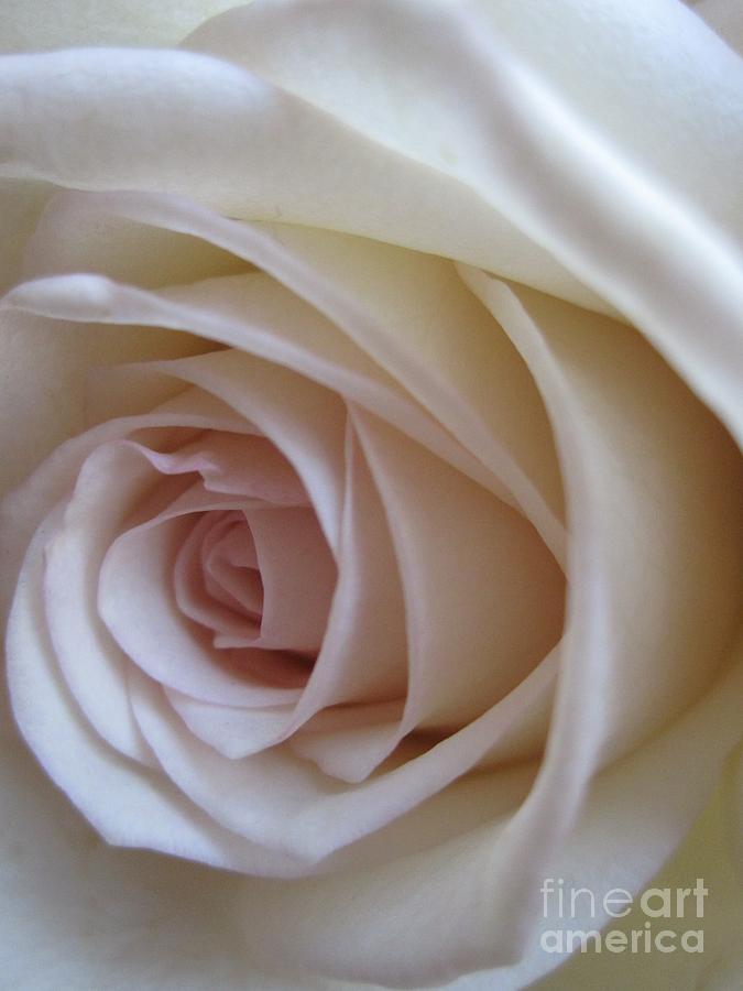 Beautiful White Rose Photograph by Tara  Shalton