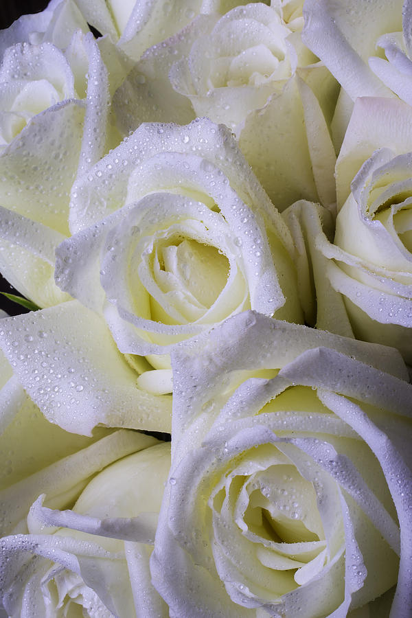 Flower Photograph - Beautiful White Roses by Garry Gay