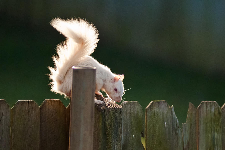 Beautiful White Squirrel Photograph by Randall Branham