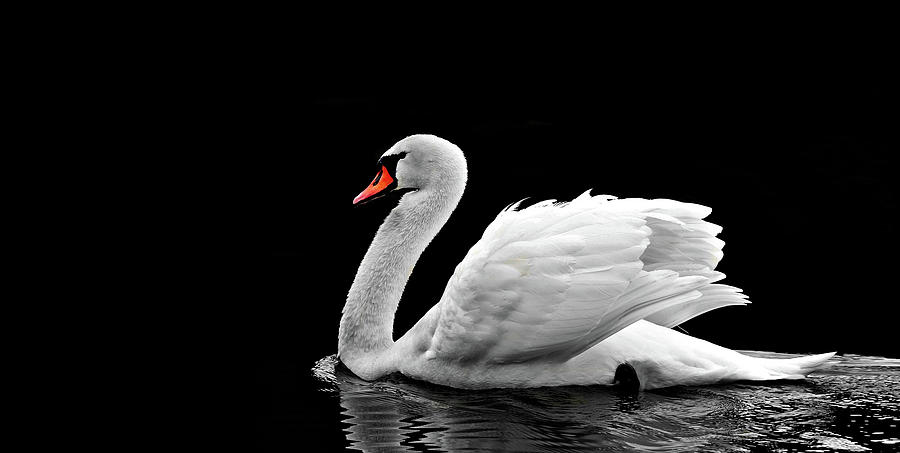 Swan Photograph - Beautiful White Swan On The Lake Wall Art by Wall Art Prints