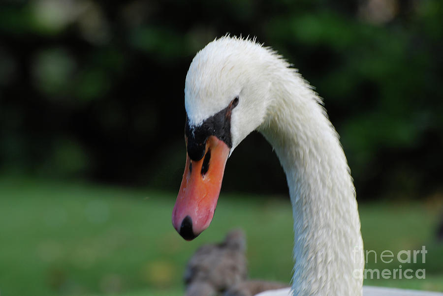 White Swan Pictures | Download Free Images on Unsplash