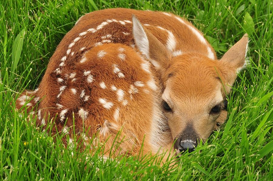 beautiful-white-tailled-deer-with-white-spot-lying-in-green-grass