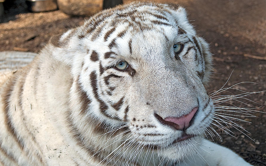 Beautiful White Tiger Photograph by Kenneth Albin | Fine Art America