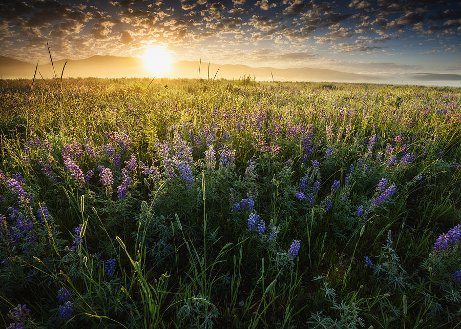 Beautiful Wild Flower Bloom Near Island Park Idaho Usa Photograph by