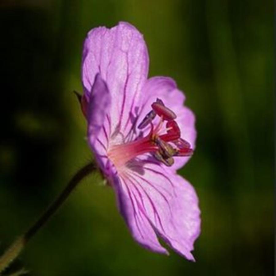 Nature Photograph - Beautiful Wild Geranium. Flowers Are by Bruce Lundgren Photography
