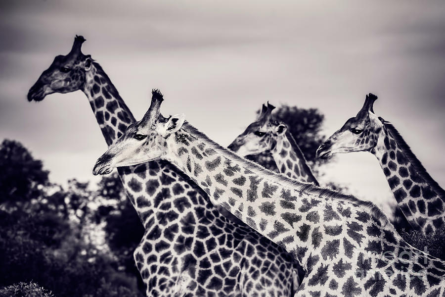 Beautiful wild giraffes Photograph by Anna Om