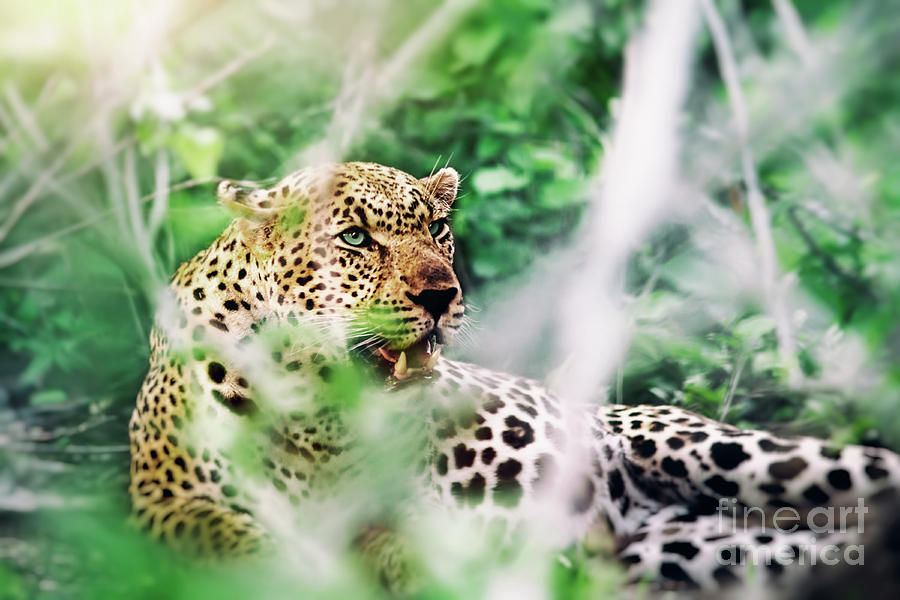 Beautiful wild leopard Photograph by Anna Om