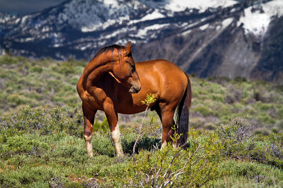 Beautiful Wild Mustang Horse Photograph by Waterdancer